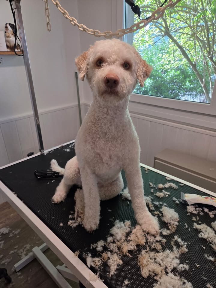 Tartufo, Lagotto Romagnolo, frisch geschoren auf dem Trimmtisch